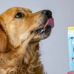 World’s first lab-grown meat for pets goes on sale