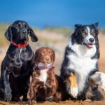 Behaviourist names rare dog breed that make ‘amazing’ family pets