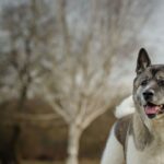 Dog behaviourist names three breeds first-time owners should never get