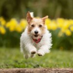 Dog expert warns common spring flowers could land owners with £500 bil