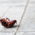 Cockroaches will stay away from your kitchen this spring if you use this £1.49 hack