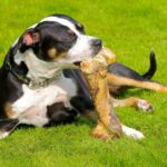 Vet names ‘worst bones’ you can give your dog to chew