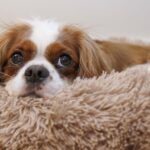 Four low-maintenance dog breeds that ‘don’t shed much’