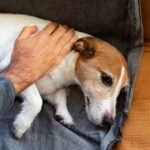 Vet nurse’s crucial tip on what to do if your dog is choking