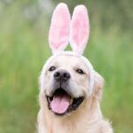 Dog expert warns of fatal non-chocolate Easter treat to watch out for