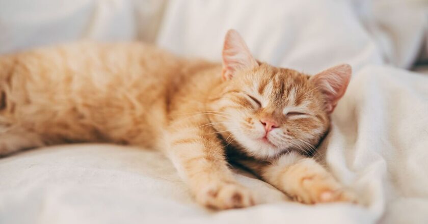 ‘I’m a vet – one thing you can do when your cat eats makes them feel safer’