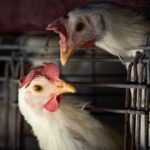 New bird flu outbreak reported in Mississippi, infecting more than 47K chickens