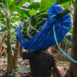 « les travailleurs les plus abîmés sont ceux des plantations »