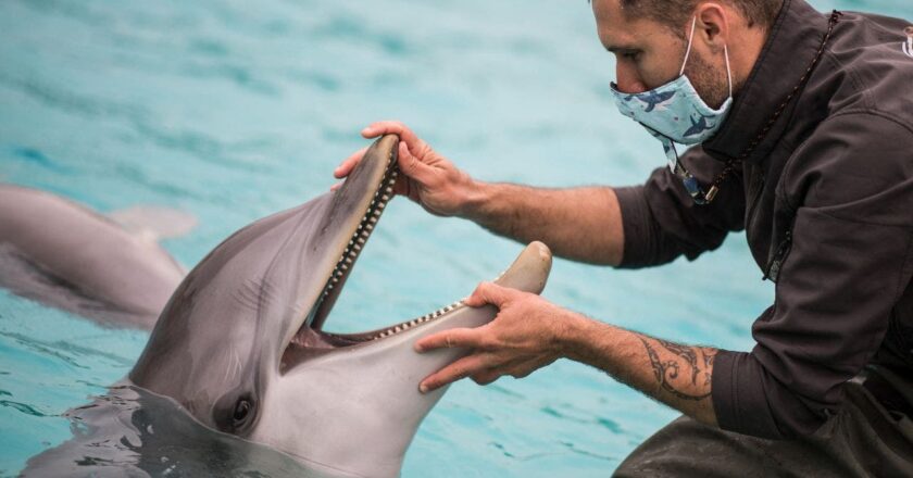 Google using AI to decode secret language of dolphins