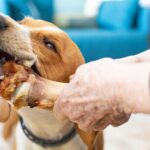 Vet shares vital advice to dog owners about one type of food