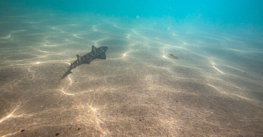 Study reveals potential effect of ocean darkening on marine ecosystem