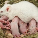 Une carence en fer chez la souris gestante induit une féminisation de certains embryons mâles