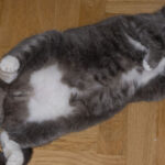 Adorable reason cats ‘flop’ over in front of you, according to behaviourist