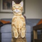 Behaviourist says common toy can cause your cat stress