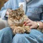 Pet behaviourist explains why ‘friendly’ cats still bite