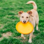 ‘Entitled neighbour lets dog play in garden and doesn’t see issue’ | Weird | News