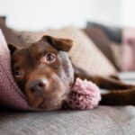 Dog trainer says there are three breeds he doesn’t recommend first time owners | UK | News