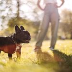 When to take dogs on a walk during hot weather