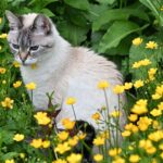 Tips to stop cats ruining your garden – including white vinegar method