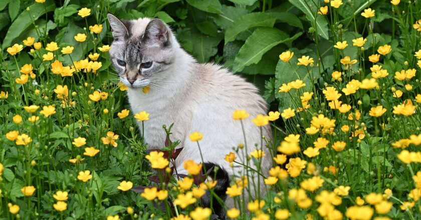 Tips to stop cats ruining your garden – including white vinegar method