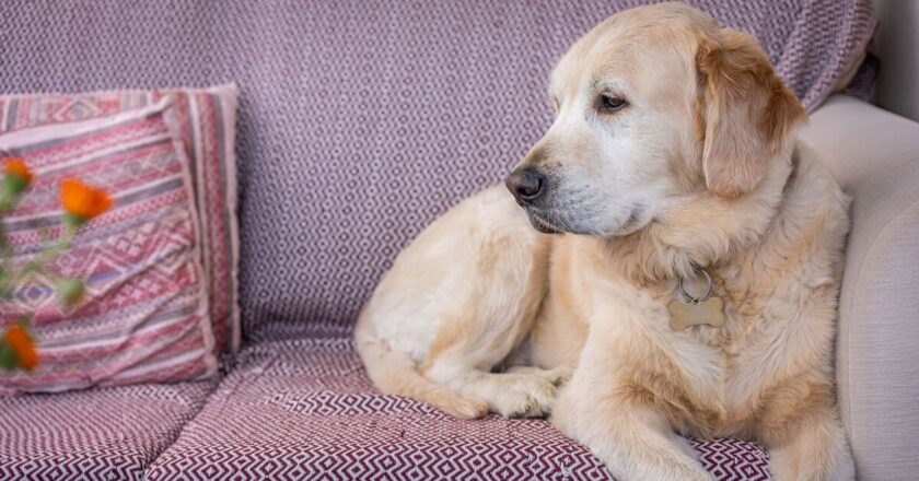 Warning signs dogs don’t want to be stroked