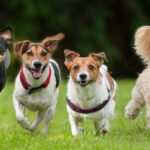 Dog breeds with shortest lives as one pooch won’t live past 6 years