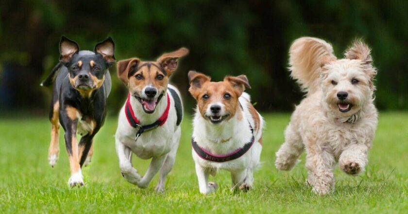 Dog breeds with shortest lives as one pooch won’t live past 6 years