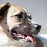 Cool your dog down with 1 task that ‘makes a difference’