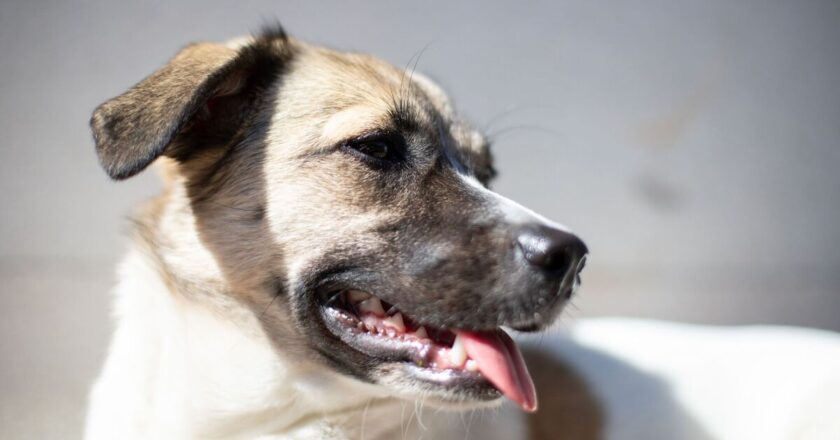Cool your dog down with 1 task that ‘makes a difference’
