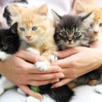 Three breeds of cat with the shortest life expectancy