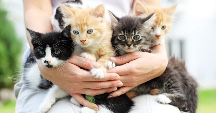 Three breeds of cat with the shortest life expectancy