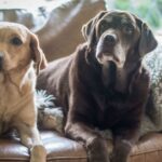 10 smelliest dog breeds in the UK have been named
