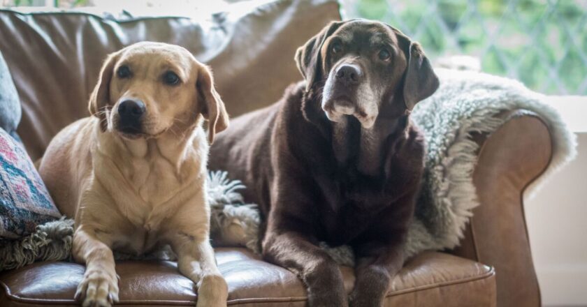 10 smelliest dog breeds in the UK have been named