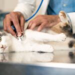 Cat nurse shares two things pet owners should know or it can be fatal