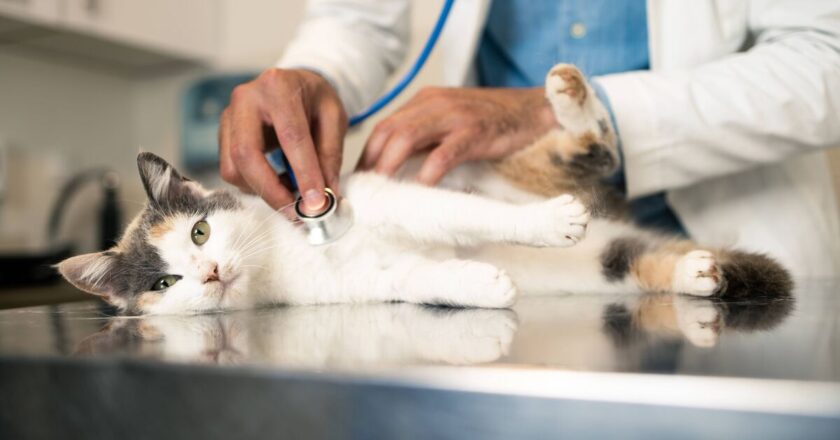 Cat nurse shares two things pet owners should know or it can be fatal