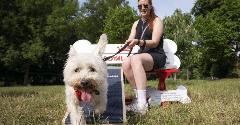One in four dog owners admit caring for an older pet is more difficult
