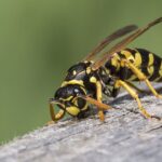 Simple trick makes wasps fly away ‘in seconds’ without chemicals