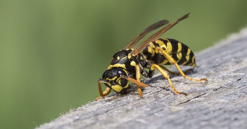 Simple trick makes wasps fly away ‘in seconds’ without chemicals
