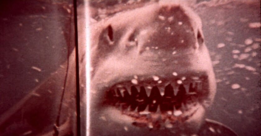 Five reasons no one thought Jaws would break cinematic records | Films | Entertainment