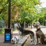 Nearly 75% of British dog owners admit pulling sickies to look after a poorly pet