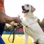 Simple way to get more attention from dog – it’s all about eye contact