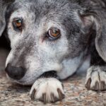 Vet shares six warning signs your dog has dementia