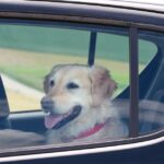 Dogs at risk of heatstroke and death – 6 tell-tale signs