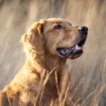 Vet shares only dog breeds she would ever own