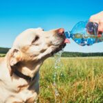 Vet urges dog owners to look out for 1 thing during hot weather