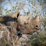Contre le braconnage des rhinocéros, rien de tel que leur couper les cornes