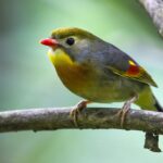 A Cahors, les responsables d’un parc animalier devant la justice pour un vaste trafic d’oiseaux protégés