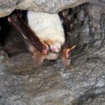 Le mystère du syndrome du nez blanc, qui a décimé les chauves-souris aux Etats-Unis, s’éclaircit