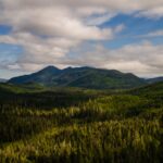The US is stripping its forests of decades-old protections