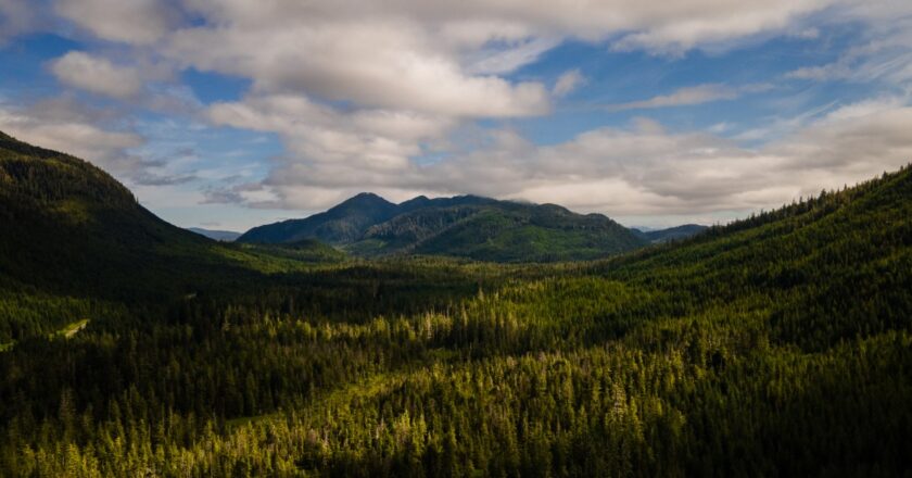 The US is stripping its forests of decades-old protections